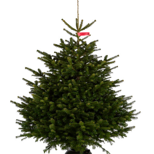 Nordmann kerstboom